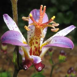 Tricyrtis formosana